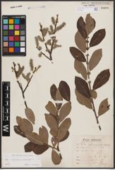Foto von Salix caprea L. x Salix cinerea L.